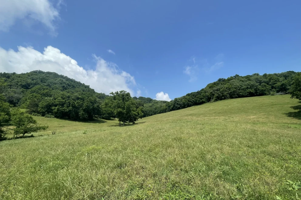 Open grassy field with green trees on the horizon